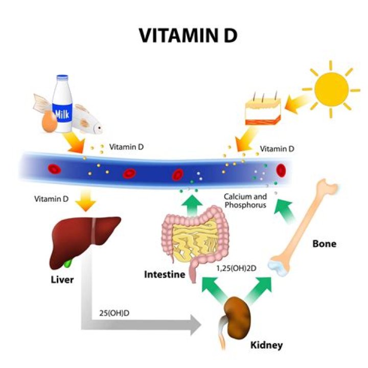 Which part of the body absorbs most vitamin D?