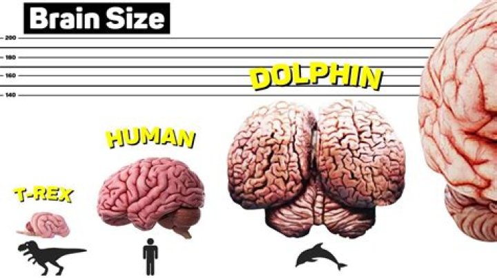 Who has the biggest brain in the world?