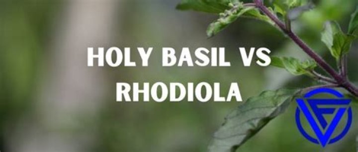 Who should not take Holy Basil?