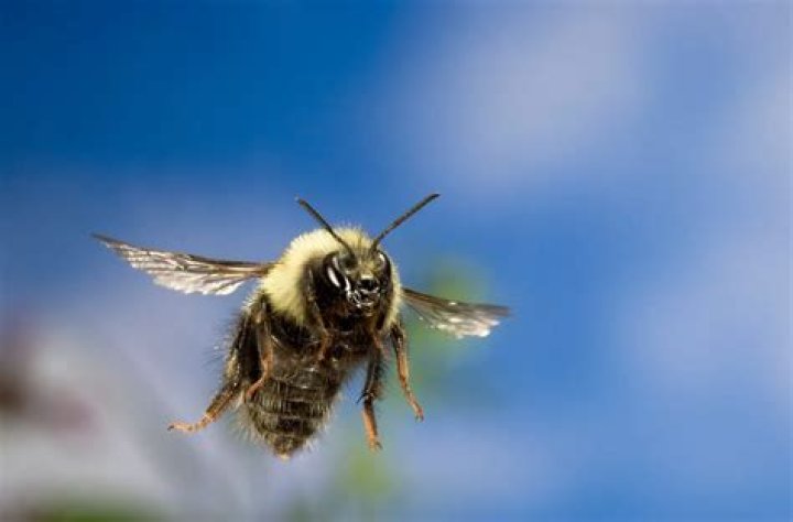 Why are bees hovering over my grass?