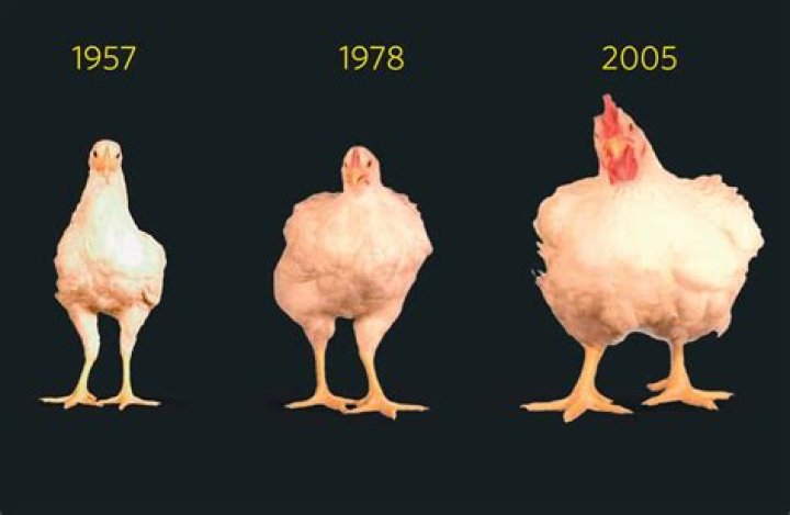 Why are chickens kept in the dark?