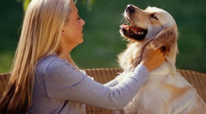 Why are dogs so clingy?