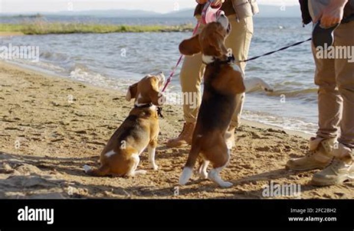 Why are dogs so good at swimming?