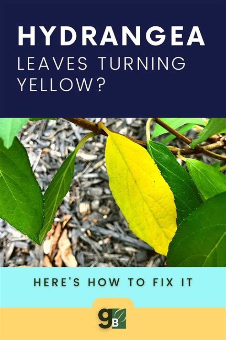 Why are hydrangea leaves turning yellow and falling off?
