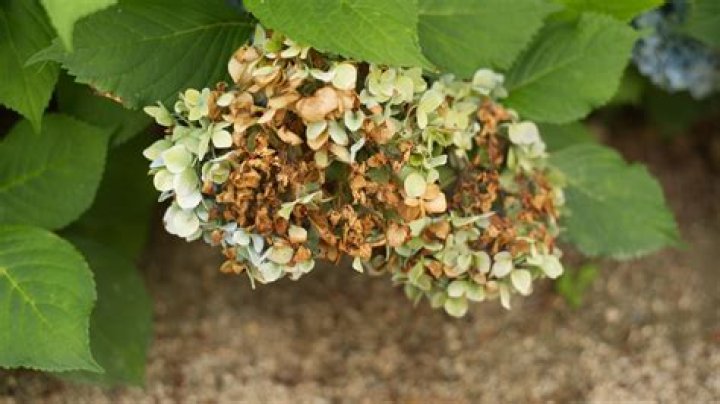Why are my hydrangea leaves turning yellow and brown?