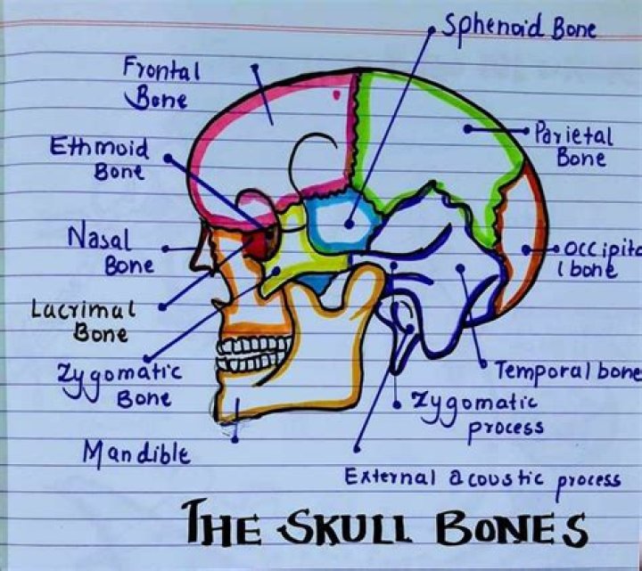 Why are skull bones kept in the stomach?