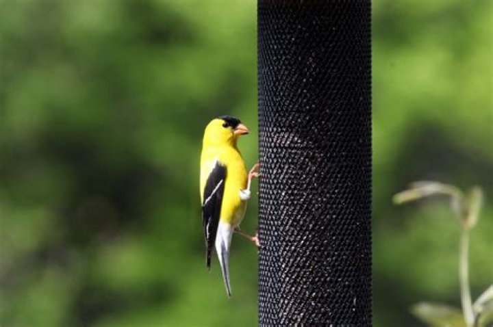 Why are the goldfinches not eating nyjer seed?