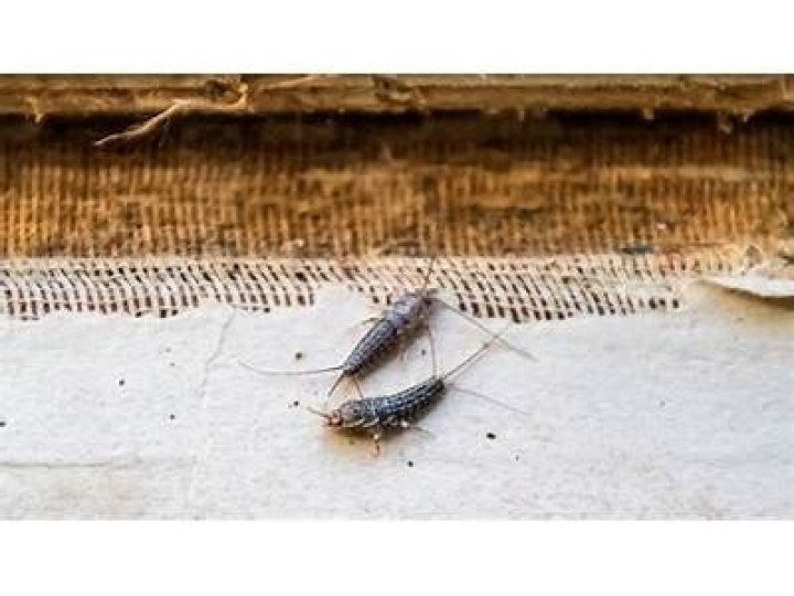 Why are there so many silverfish in my bedroom?