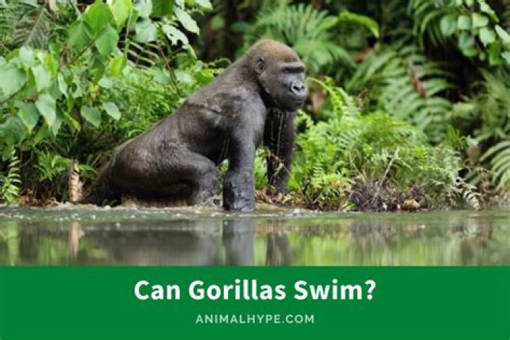 Why can't gorillas swim?