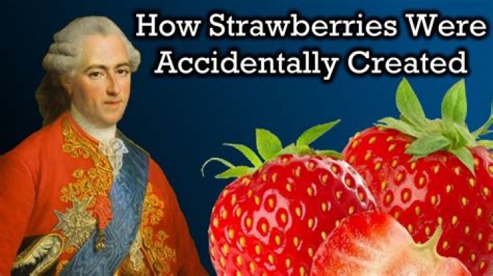 Why did humans modify strawberries?