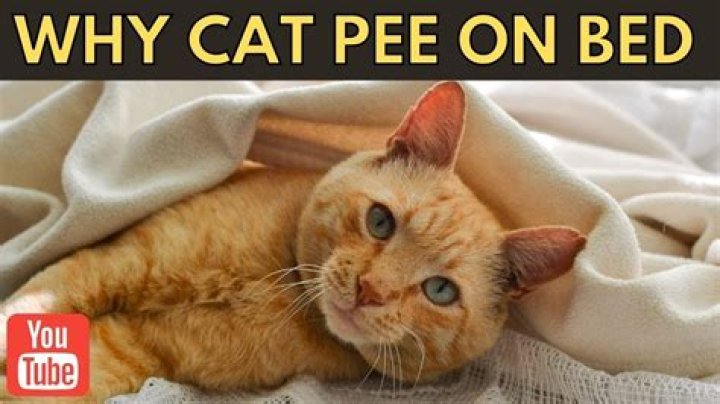 Why did my cat pee on catnip?