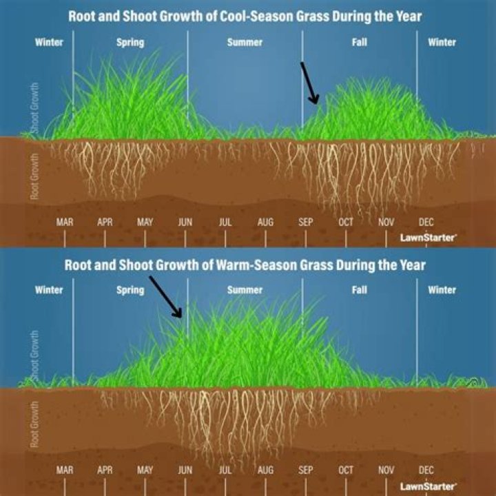 Why did my grass go to seed?