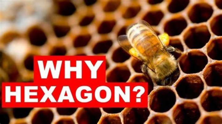 Why do bees make hexagons?