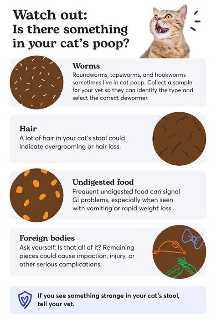 Why do cat owners houses smell?