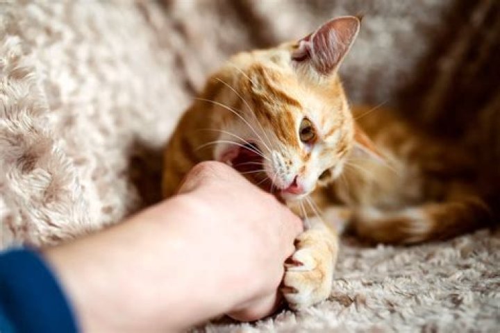 Why do cats bite their owners gently?