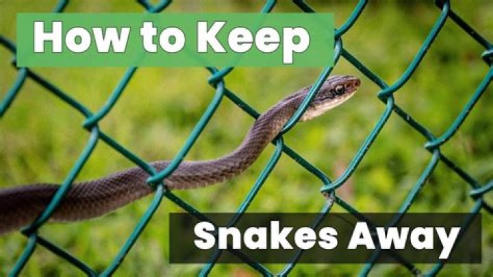 Why do cats keep snakes away?