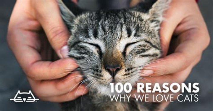Why do cats love armpits?