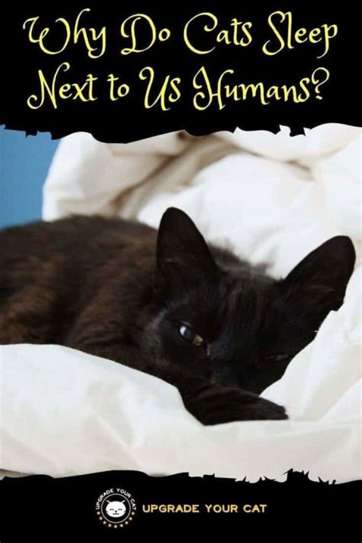 Why do cats sleep with humans?