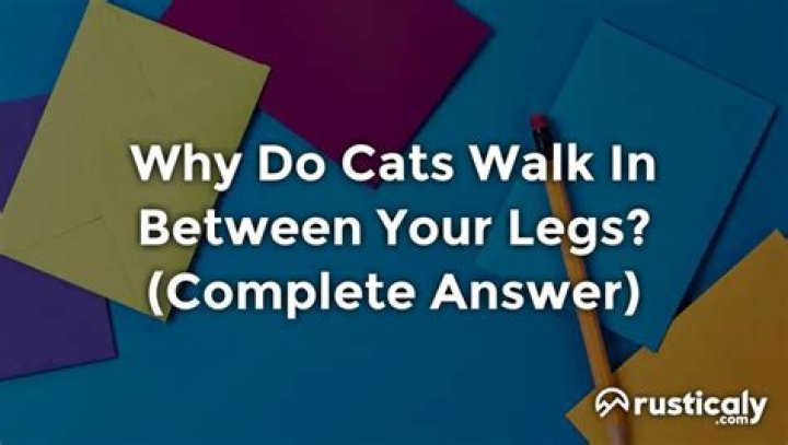 Why do cats walk around your legs?