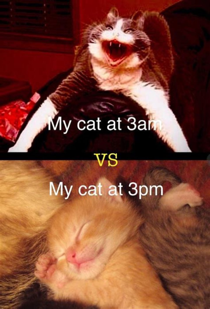Why do cats Yowle at 3am?