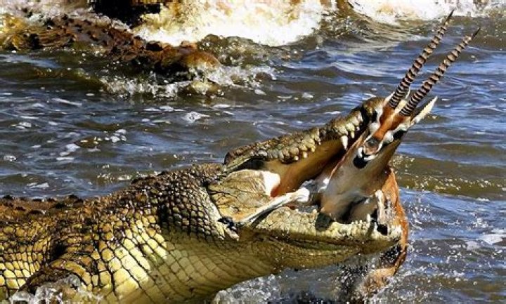 Why do crocodiles death roll?