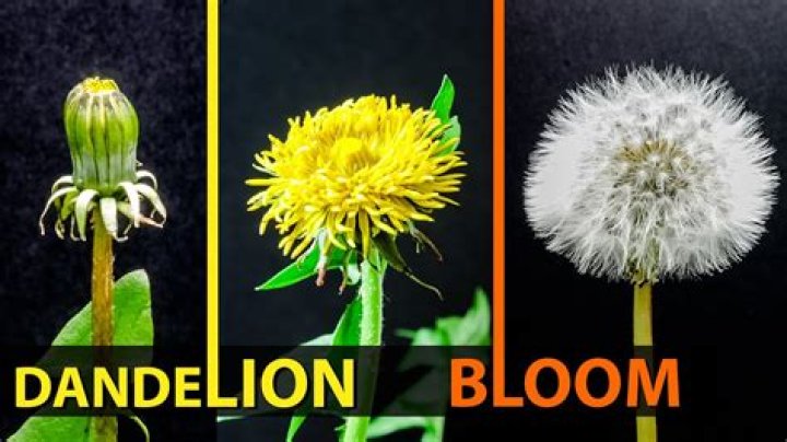Why do dandelions close up when it rains?
