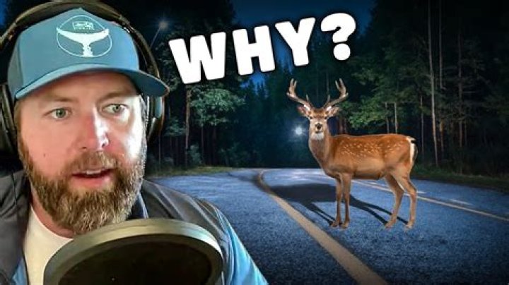 Why do deer stop eating corn?