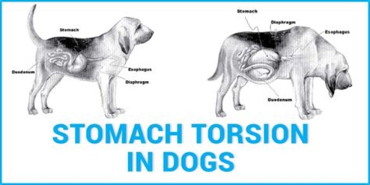 Why do dogs crawl on their stomach?