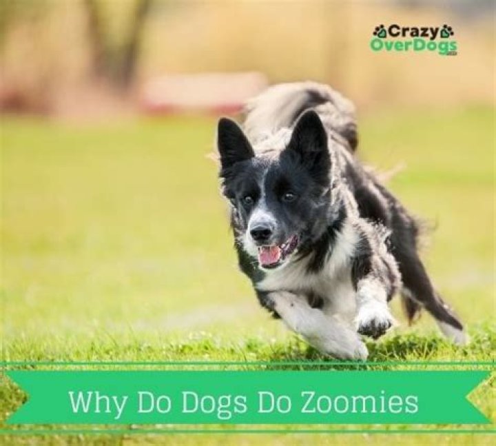 Why do dogs do Zoomies after a walk?