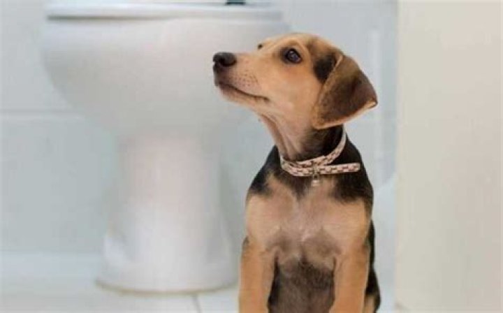 Why do dogs follow you to the toilet?