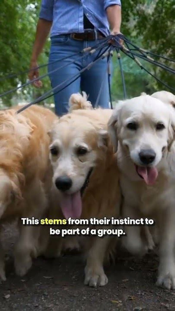 Why do dogs hate being left alone?