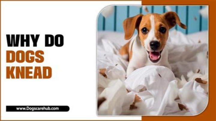 Why do dogs knead?