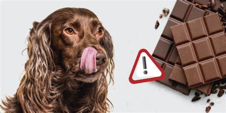 Why do dogs love chocolate?
