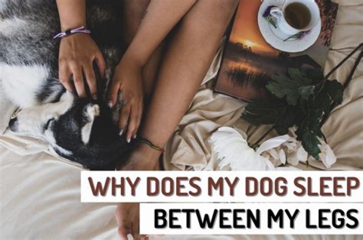 Why do dogs sleep between your legs?