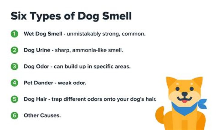 Why do dogs smell me when I'm on my period?