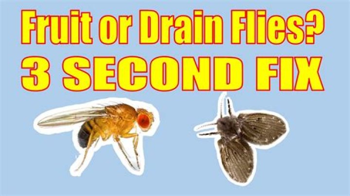 Why do flies hang around doors?