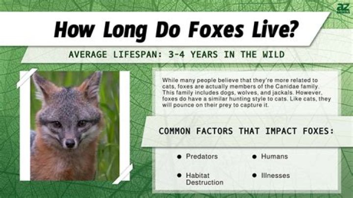 Why do foxes scream at night in August?
