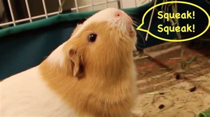 Why do guinea pigs squeak so much?