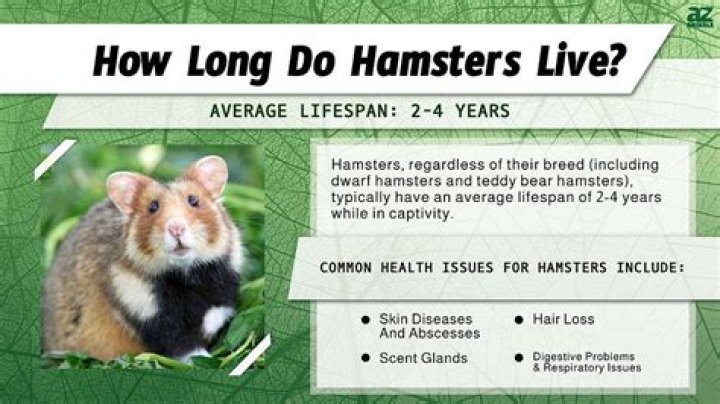 Why do hamsters only live for 2 years?