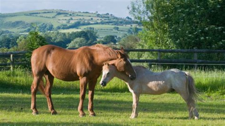 Why do horses shiver in the rain?