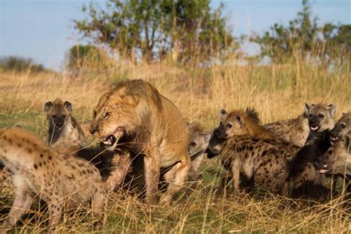 Why do hyenas fear male lions?