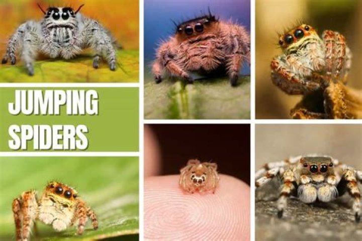 Why do jumping spiders turn to look at you?