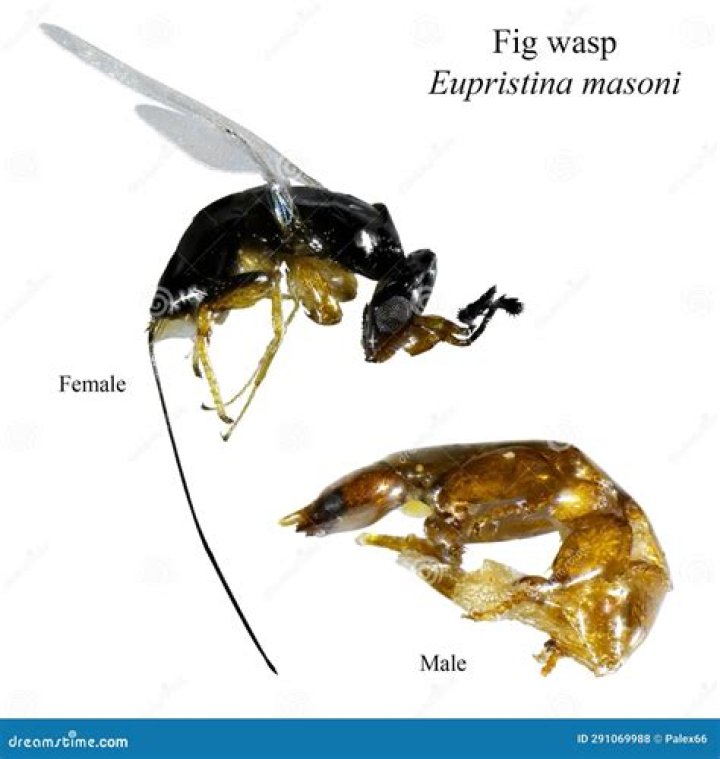 Why do male fig wasps emerge before females?