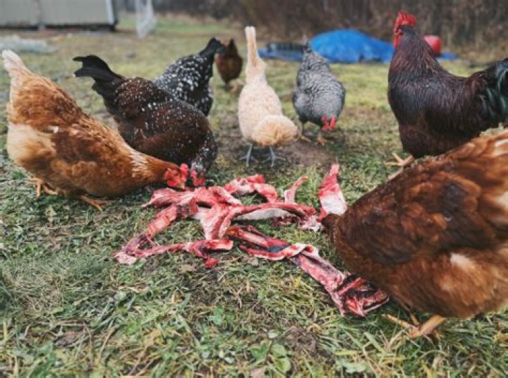 Why do my chickens gently peck me?