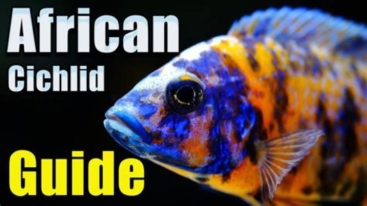 Why do my cichlids rub against the rocks?