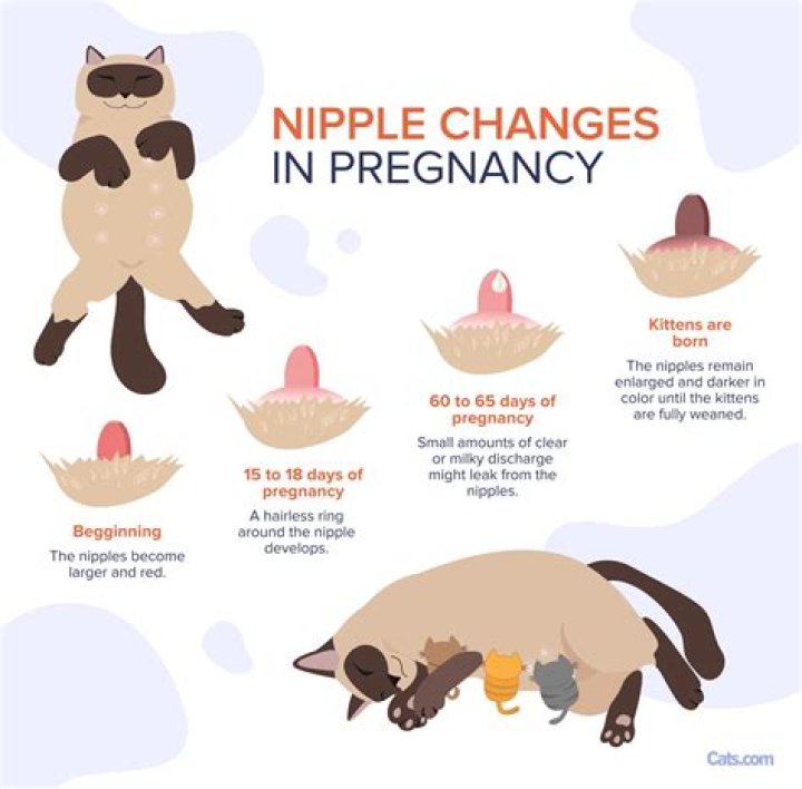 Why do my nipples leave stains on my bras?