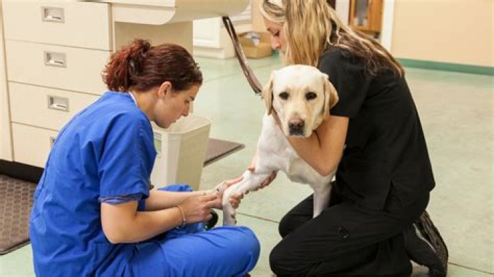 Why do people's voices get higher when they talk to dogs?