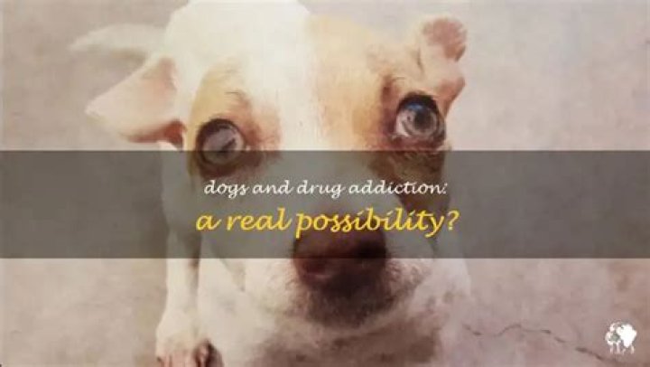 Why do people become obsessed with their dogs?
