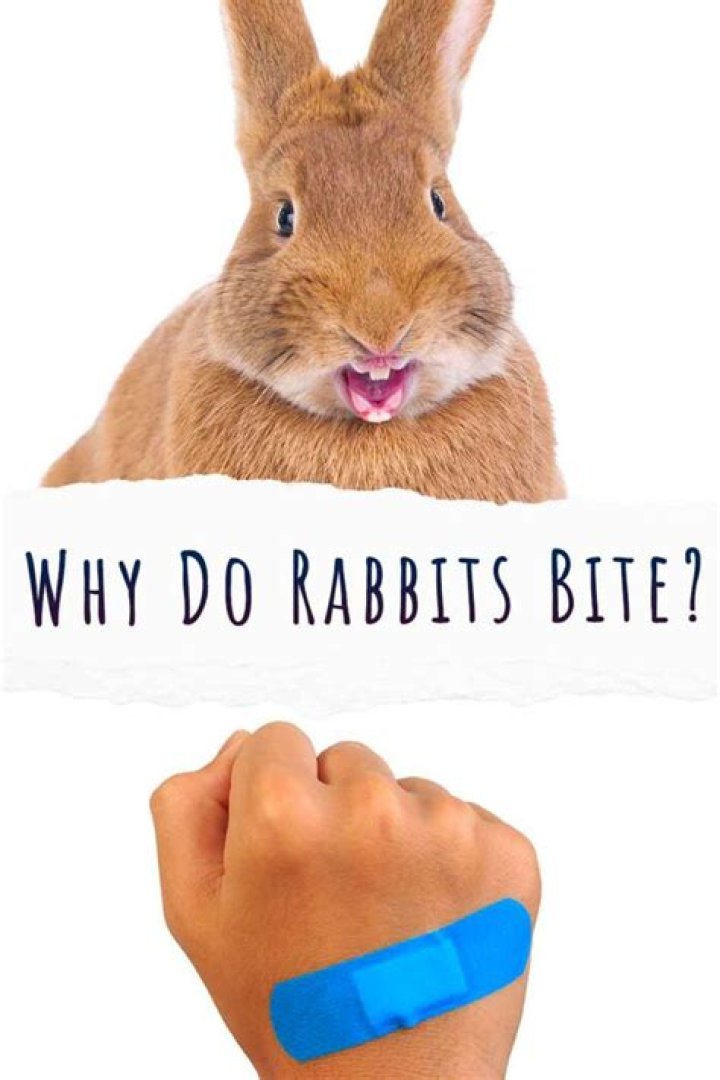 Why do rabbits bite when they hump?