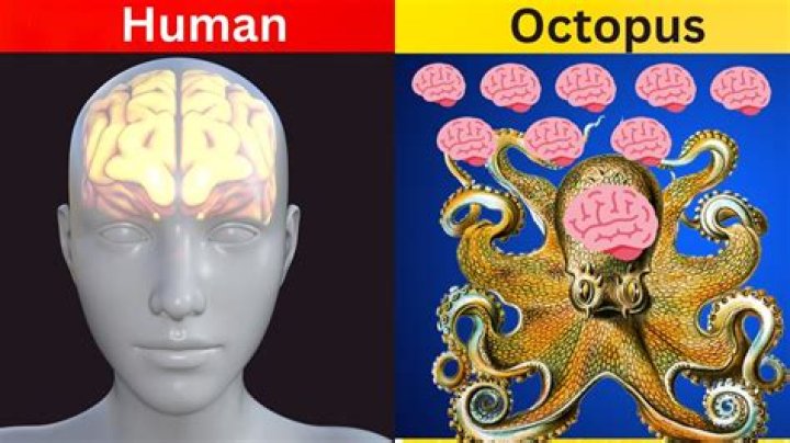 Why does an octopus have 9 brains?
